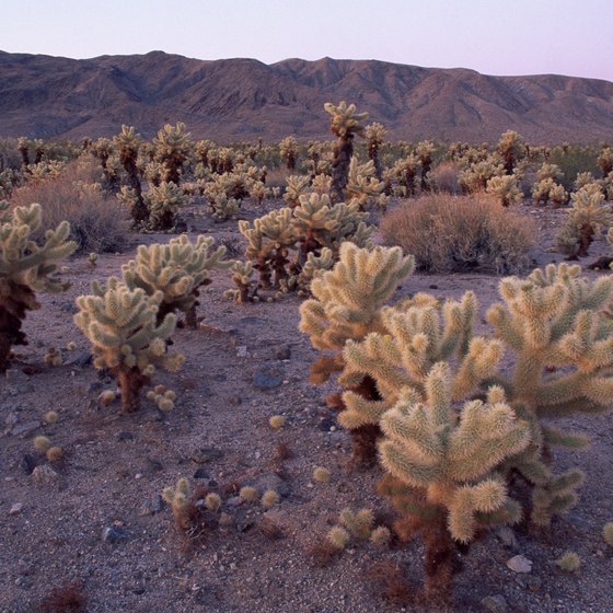 Teddy bear cholla can be a danger to pets in the Anthem area.