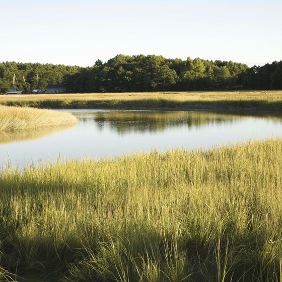 Maine has salt marsh wetlands as well as coastal waters to enjoy.