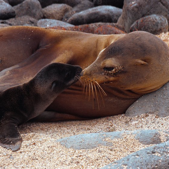 Closeup encounters with wildlife, such as this sea lion with its young, are commonplace in the Galapagos Islands.