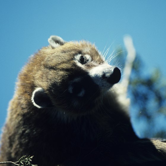 You might see a coati at Muleshoe Ranch.