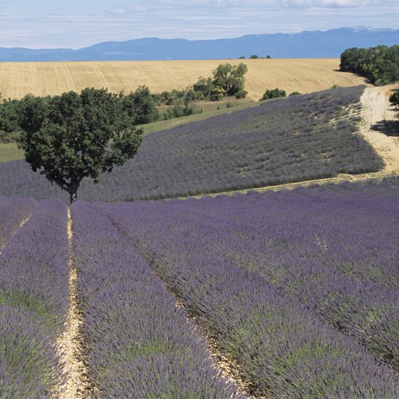 Renting a car is ideal for touring rural areas, like the lavender fields of Provence.