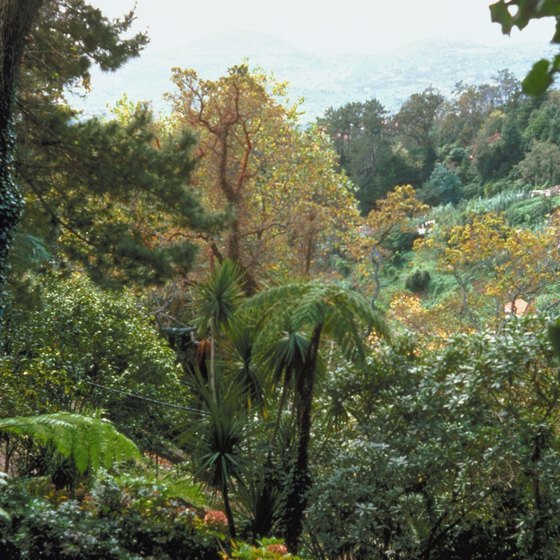 Madeira is noted for its lush tropical greenery.