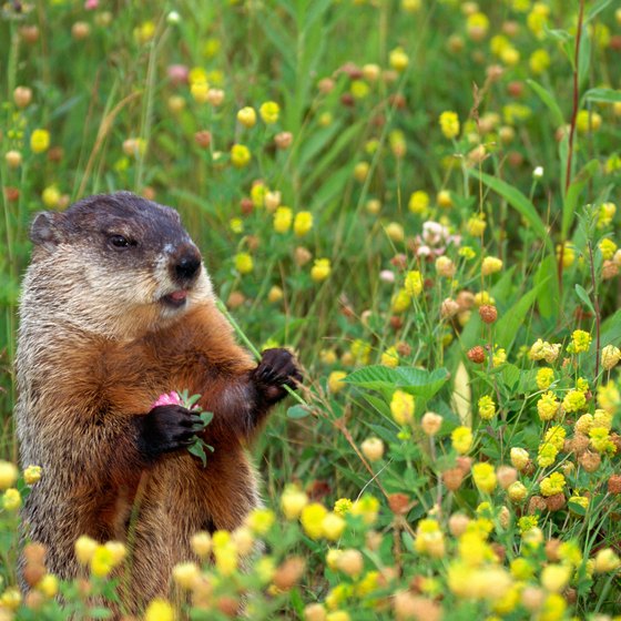 Groundhogs, black bears and bobcats inhabit Minnesota's parks.