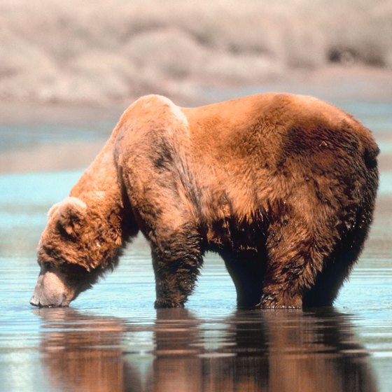 The lucky train passenger in Alaska might spot a brown bear.