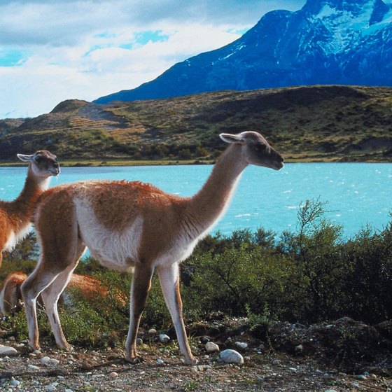 The wilds of Patagonia attract ecotourists.