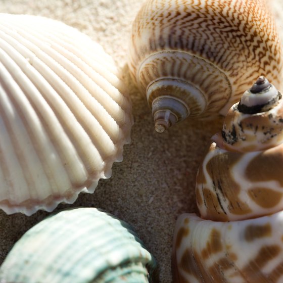 Captiva Island is an ideal destination to find beautiful seashells.
