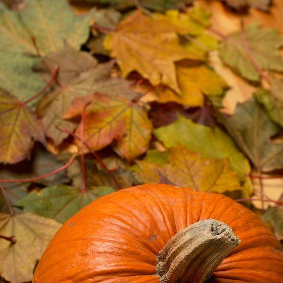 Finding the perfect pumpkin is a favorite October activity.