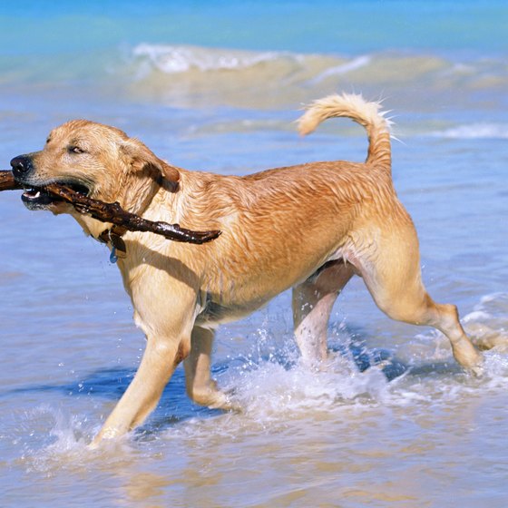 Charleston is home to several dog-friendly beaches.