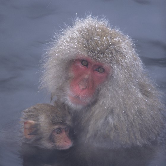 In the rural areas of Nagano, snow monkeys bath in natural hot springs.