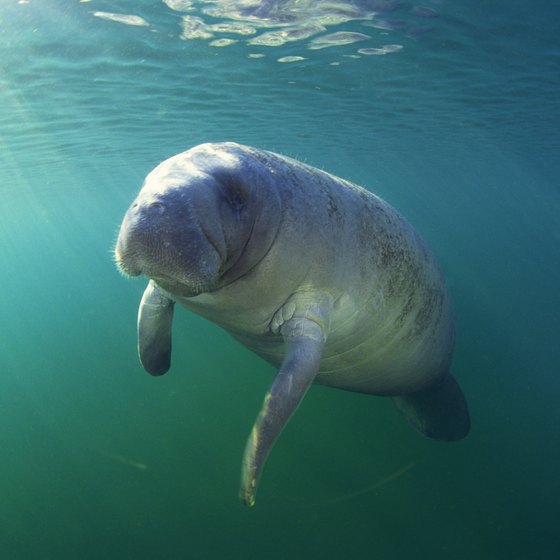 Manatee sightings could be the highlight of a Port St. Lucie trip.