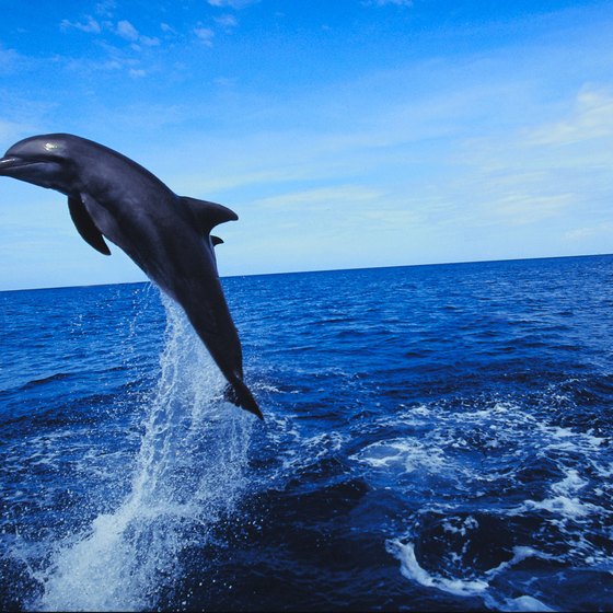 What are some options for swimming with dolphins in Key West?