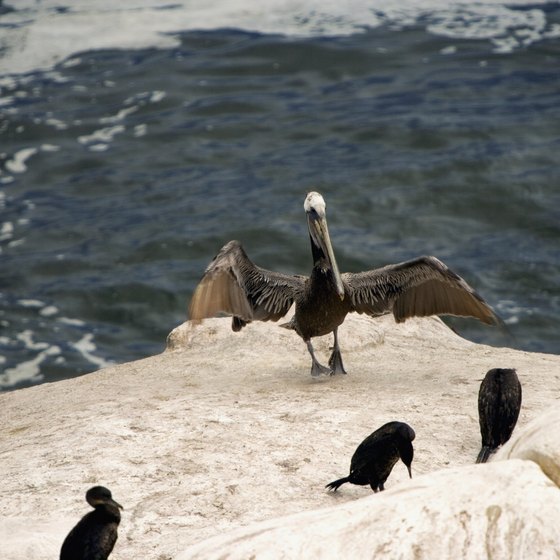 La Jolla Cove is home to numerous wildlife species.