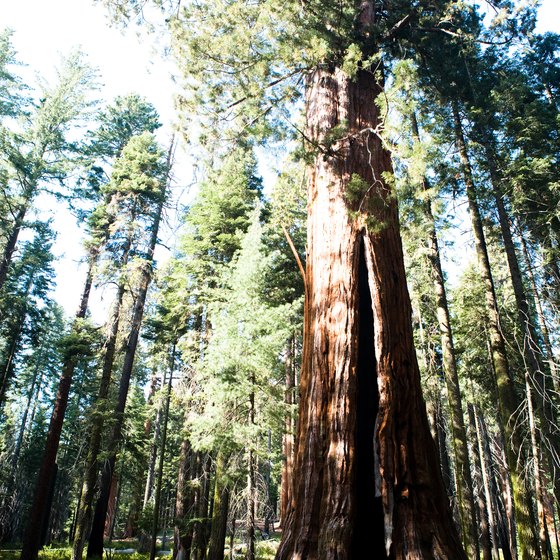 Sequoia National Forest's Quaking Aspen Campground is set near several groves with giant sequoias.