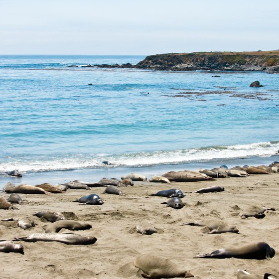 Look for elephant seals that make their homes in a rookery near San Simeon.
