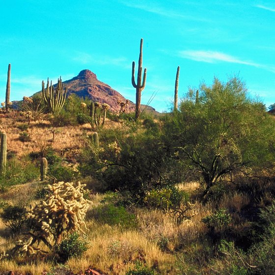 Arizona's desert vegetation provides the backdrop to an Anthem hike.