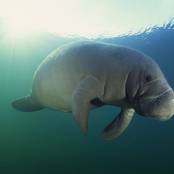 Snorkelers wishing to see manatees should travel to Florida between November and April.