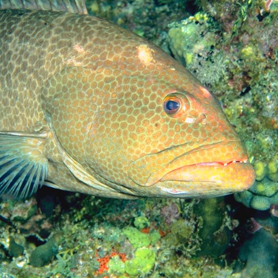 Catch grouper on natural or artificial reefs off Destin's shore.