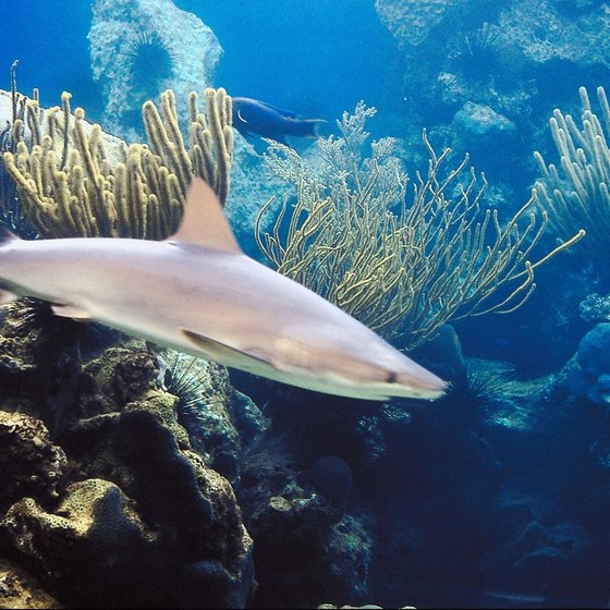 Sharks are among the most challenging type of fish to catch.