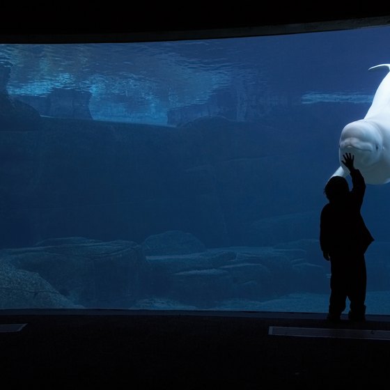 Touch a beluga at SeaWorld's Beluga Interaction.