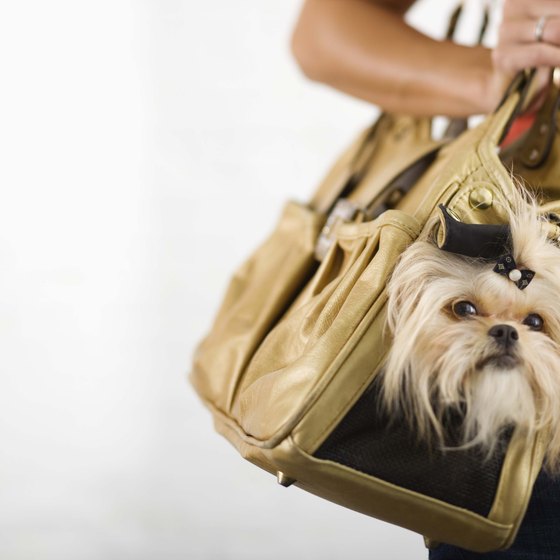 You can carry your four-legged companion to a pet-friendly East Coast hotel.