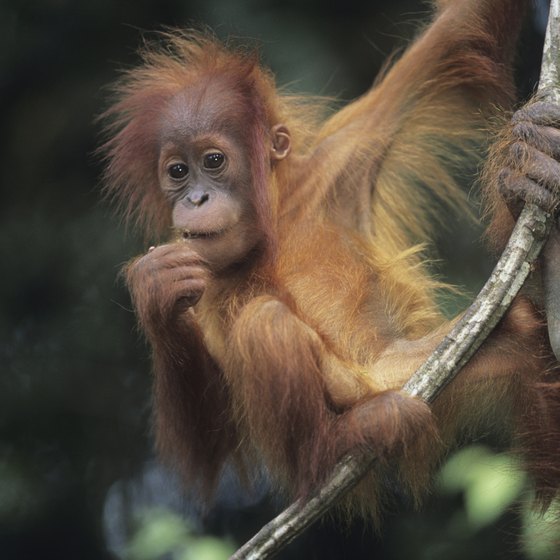 Common Tropical Rainforest Plants | USA Today