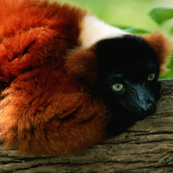 Madagascar is famous for its lemurs, including the red-ruffed lemur.