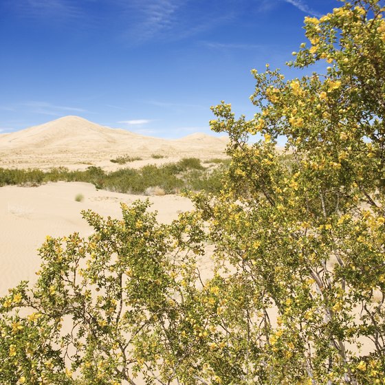 The Kelso Sand Dunes are one of the reasons to stop at the Mojave Preserve.