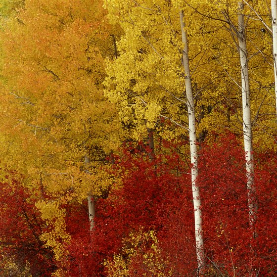 The leaves on aspen trees change colors usually beginning in September.