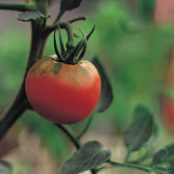Cultivate your knowledge of tomatoes at a popular southern food festival.