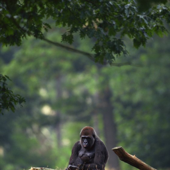 The Biggest Forests in Africa