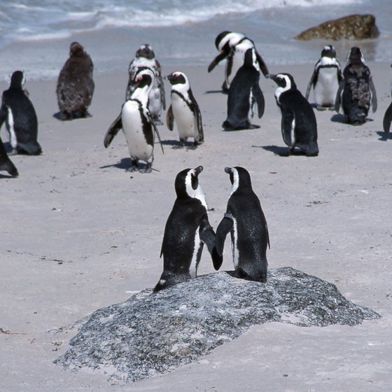 Out of 17 species of penguins, there are four native to Antarctica.