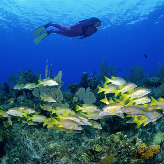 The color of Cozumel's many reefs is part of what makes the island a top diving destination.