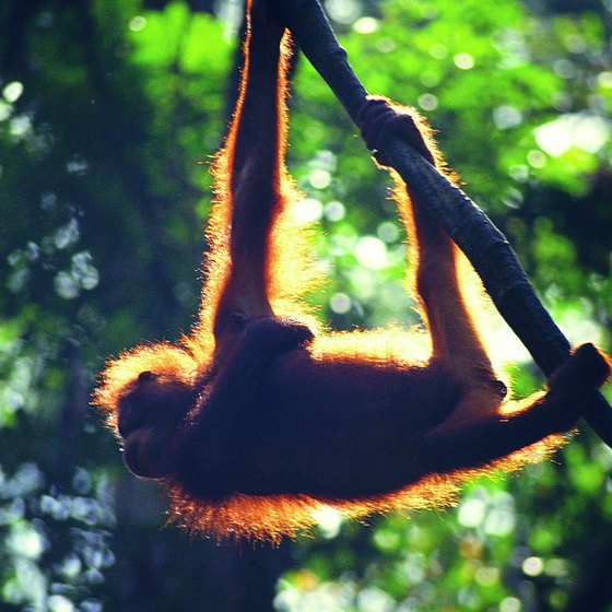 Bornean orangutans live in the lower forests of some East Malaysian ranges.