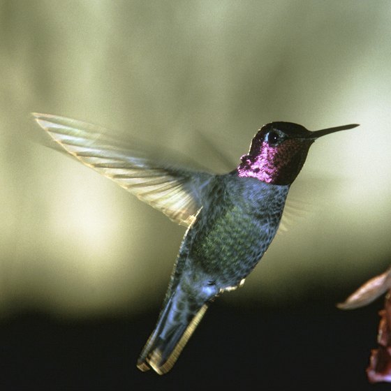 See a hummingbird up close at a local festival.