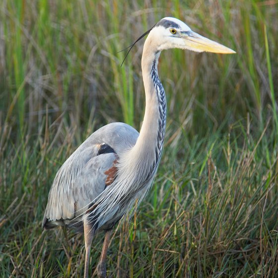Observe Great Blue Heron in the creeks on Florida's Space Coast.