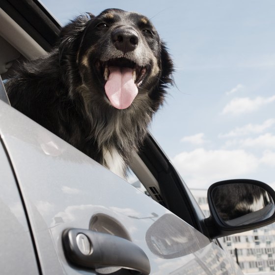 Careful planning and preparation will ensure a happy traveling dog.