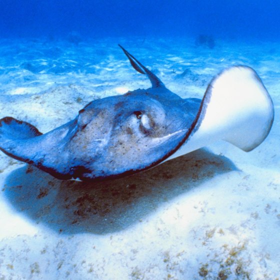 Animal lovers can swim with stingrays while visiting South Carolina's Myrtle Beach.