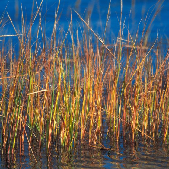 Reeds crop up in a lake in Plymouth, Massachusetts.