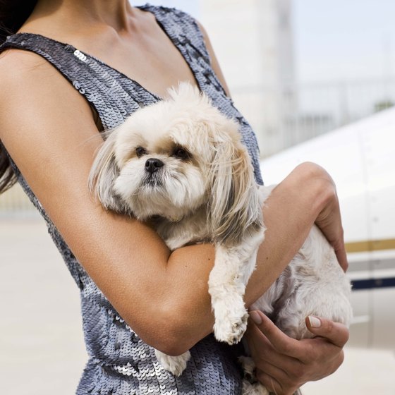 Take steps to ease the stress of international travel on your pet.