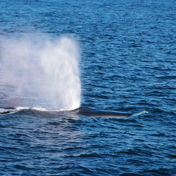Migrating whales often are seen near Trinidad, California.