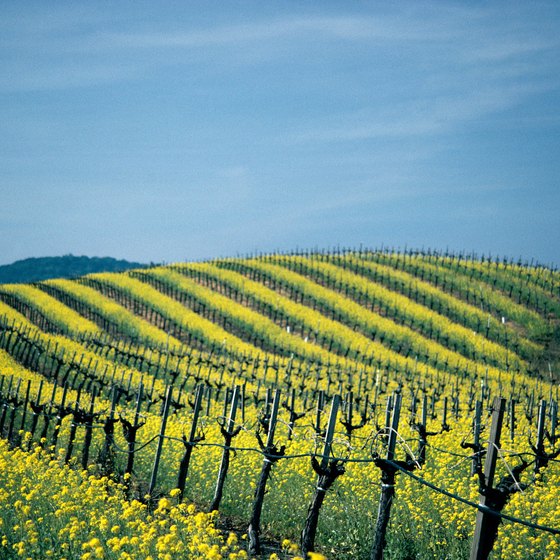 Train rides provide sweeping vistas of Northern California's famed vineyards.