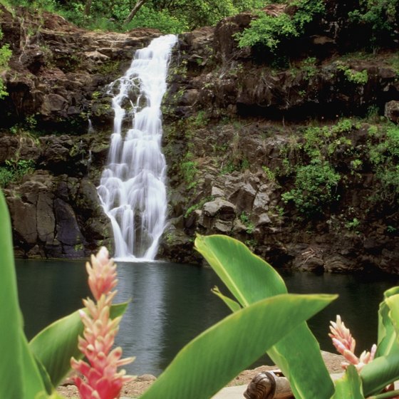 Waimea Falls on Oahu cascades into a large pool adorned with ginger.