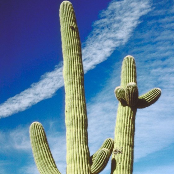 Saguaro cactus are common in the desert around Topock.