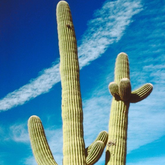 Saguaro cactus dot the Sonoran landscape.