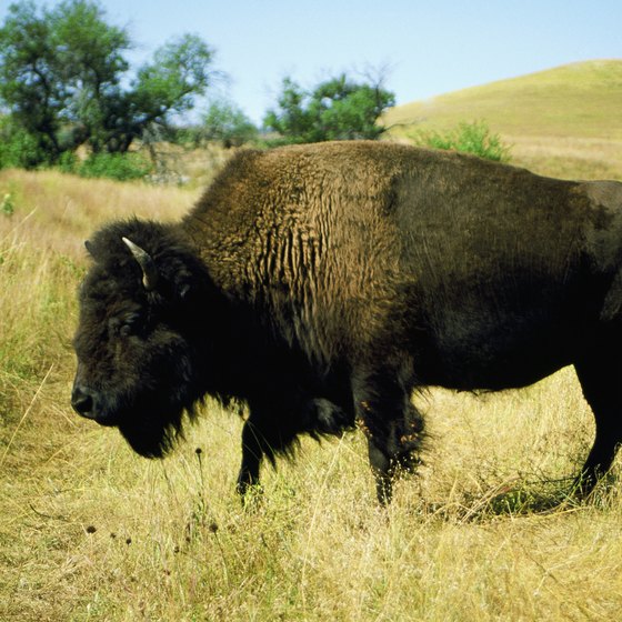 Buffalo are a common sight at South Dakota's Custer State Park.