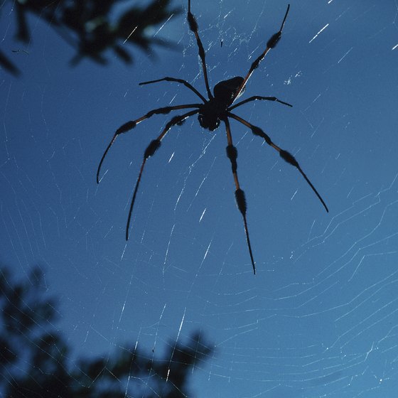 The small male banana spiders often build a web beside the larger female's web.