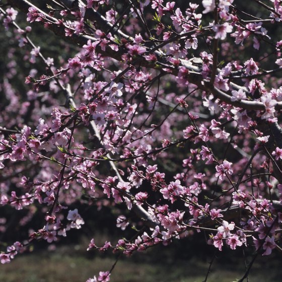 Spring peach blossoms are a common sight in Georgia.