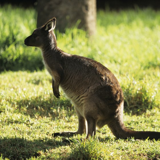 As its name indicates, Kangaroo Island is home to the largest marsupial.
