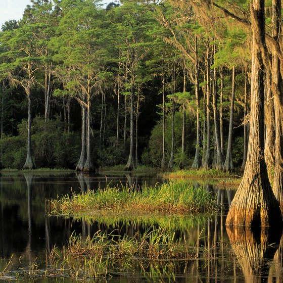 Big Cypress Swamp covers much of the Everglades.