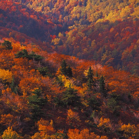 Changing fall foliage in Pisgah National Forest